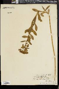 Euphorbia platyphylla image