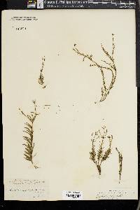 Euphorbia polyphylla image