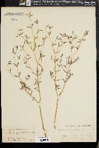 Euphorbia missurica image