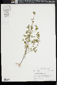 Phyllanthus caroliniensis image