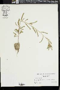 Emblica urinaria image