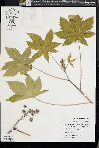 Ricinus communis image