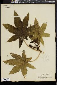 Ricinus communis image