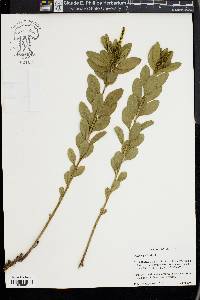 Stillingia sylvatica image