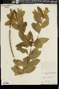 Stillingia sylvatica image