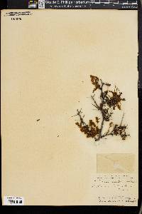 Acacia rigidula image