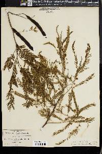 Vachellia campechiana image