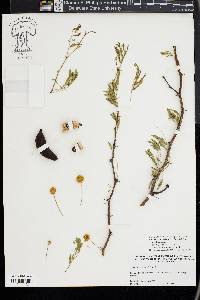 Vachellia farnesiana image