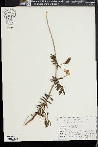 Vachellia farnesiana image