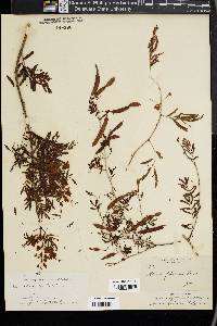 Acacia filicina image