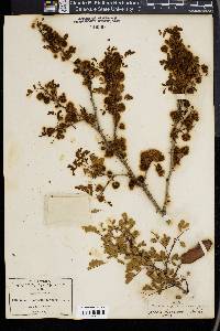 Acacia roemeriana image