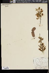 Acacia wrightii image