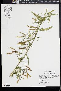 Aeschynomene indica image