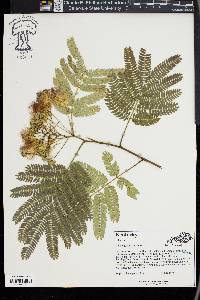 Albizia julibrissin image