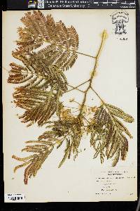 Albizia julibrissin image