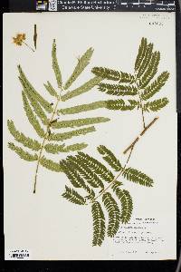 Albizia julibrissin image