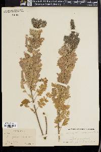 Amorpha canescens image