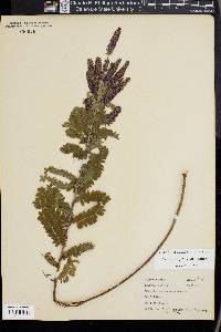 Amorpha canescens image