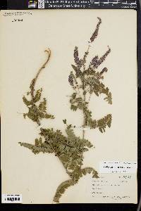 Amorpha canescens image