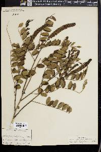 Amorpha californica image