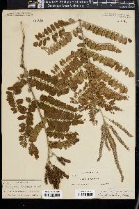 Amorpha herbacea image