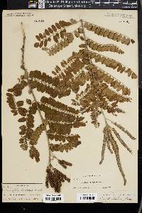 Amorpha herbacea image