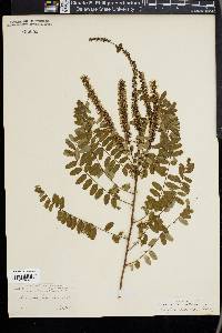 Amorpha herbacea image