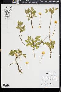 Arachis prostrata image