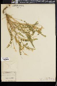 Astragalus beckwithii image