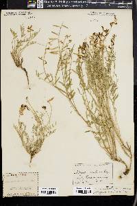 Astragalus campestris image