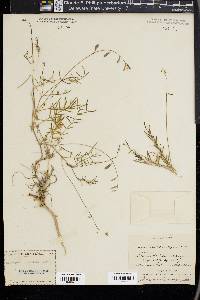 Astragalus brandegei image