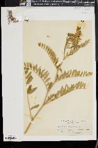 Astragalus canadensis image