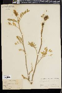 Astragalus canadensis image