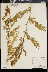 Astragalus canadensis image