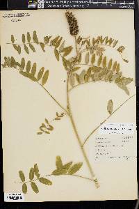 Astragalus canadensis image