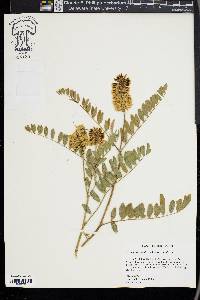 Astragalus canadensis image