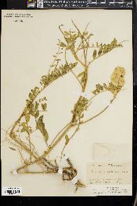 Astragalus crotalariae image