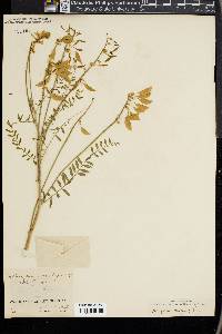 Astragalus curtipes image