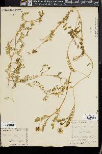 Astragalus debilis image