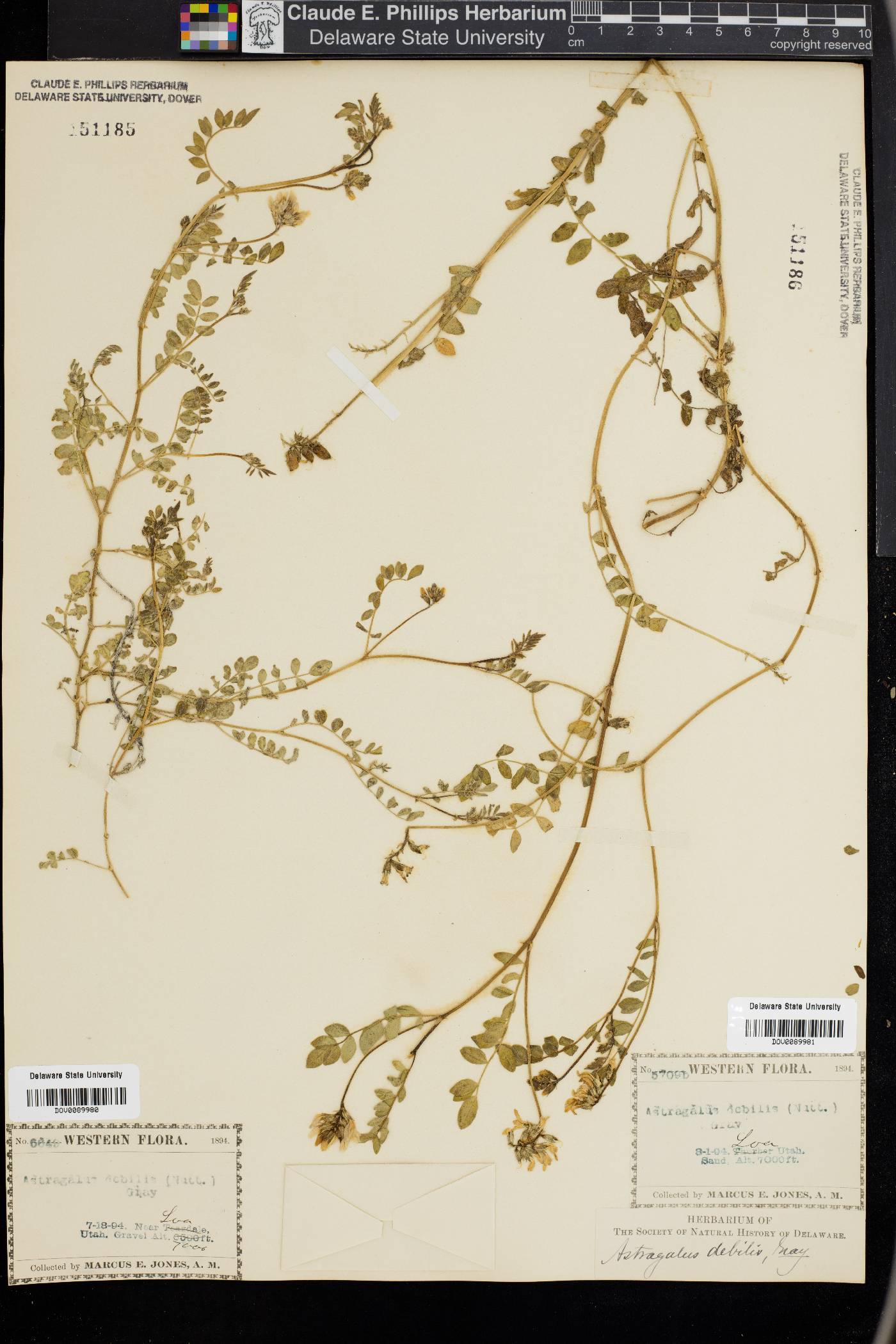 Astragalus debilis image