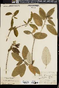 Croton alabamensis image