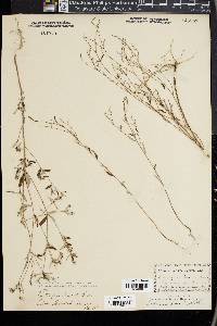 Croton michauxii image
