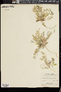 Astragalus lotiflorus image