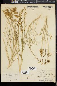 Astragalus filipes image