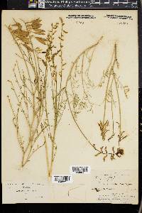 Astragalus filipes image