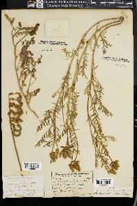 Astragalus gibbsii image