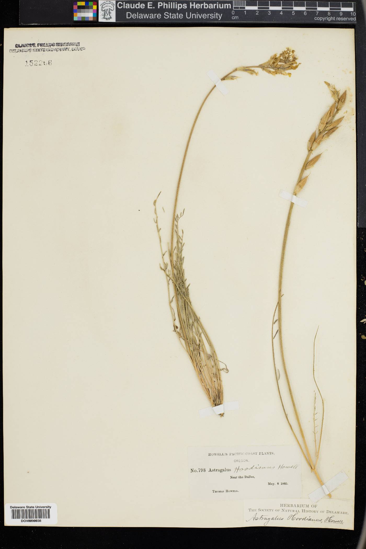 Astragalus hoodianus image