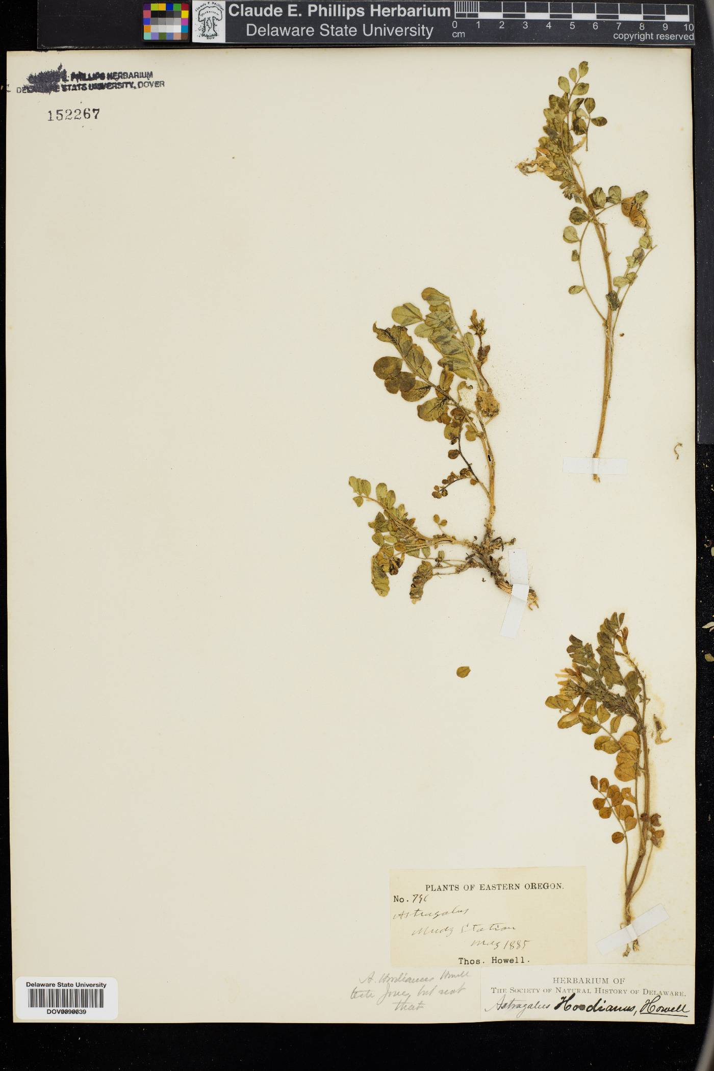 Astragalus hoodianus image