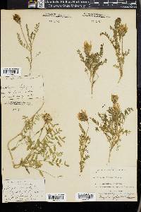 Astragalus agrestis image