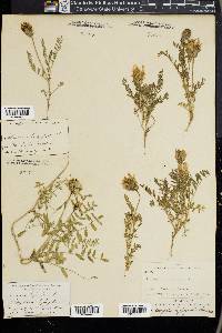 Astragalus agrestis image